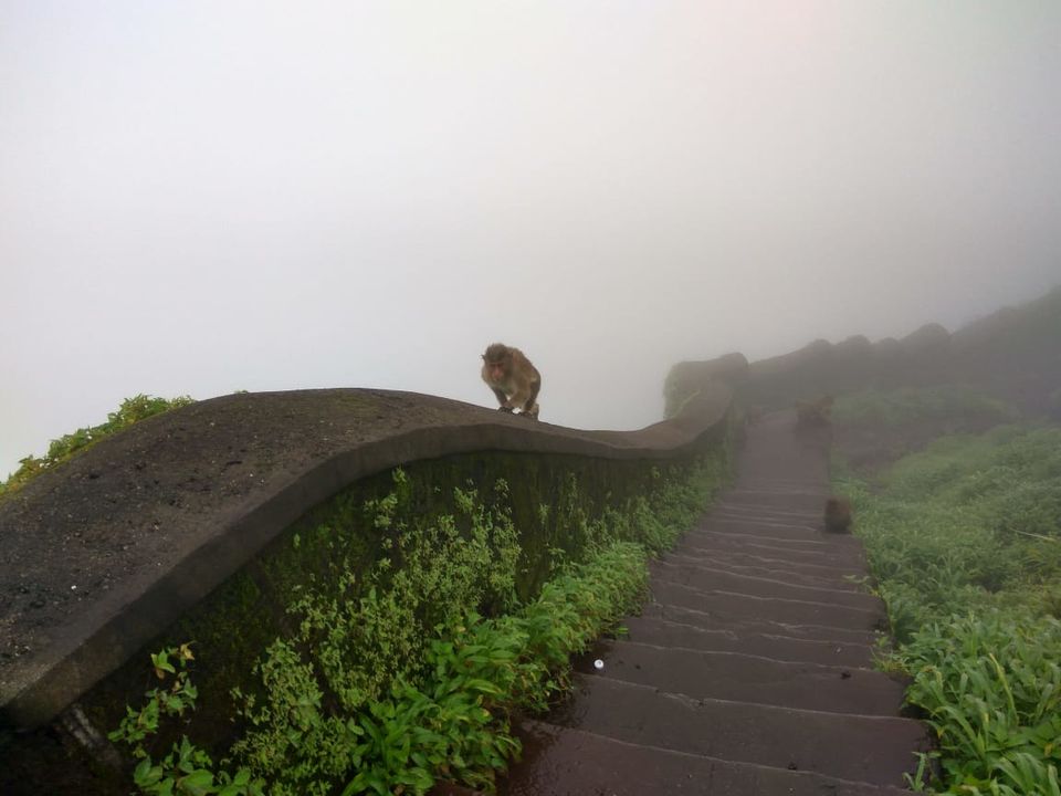 Photo of Nomads: A Trek to Rajgad and Torna by traveller monk