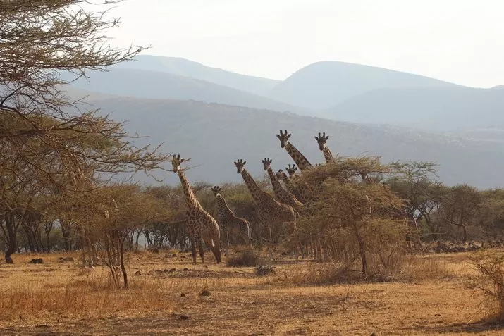 Photo of Mount Kilimanjaro National Park, Tanzania by Eliya Tumaini