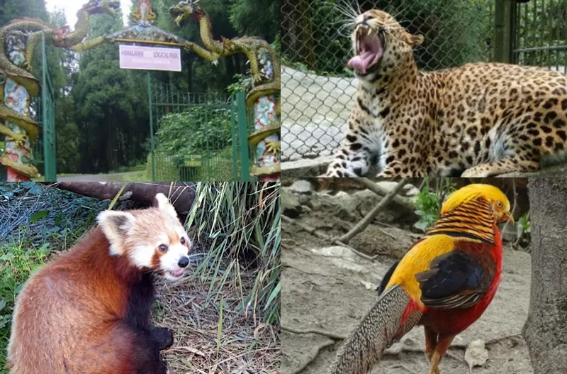 Photo of Sikkim Himalayan Zoological Park, Gangtok, Sikkim, India by Rahul Tiwari