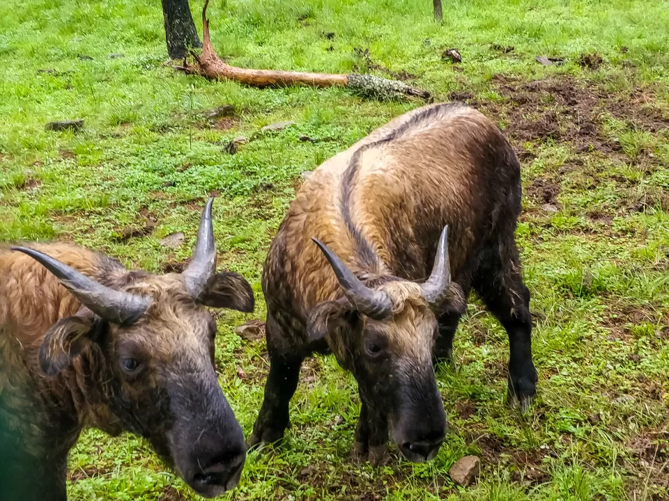 Photo of Royal Takin Preserve, Motithang, Bhutan by Hiking singh