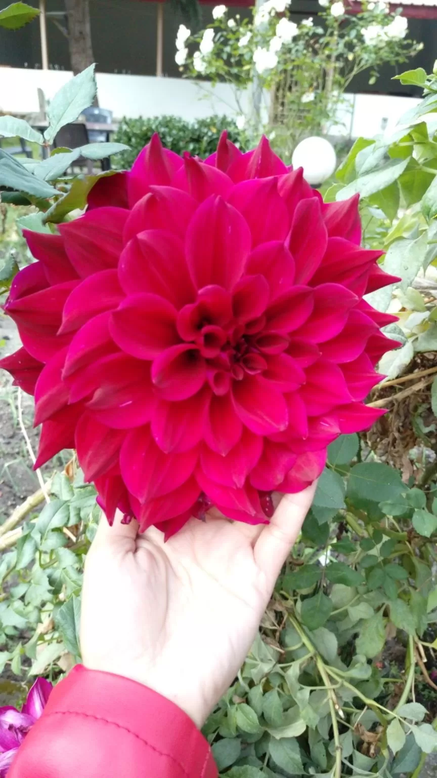 Photo of Katagla Forest Retreat, Kasol, Himachal Pradesh, India by Milan 