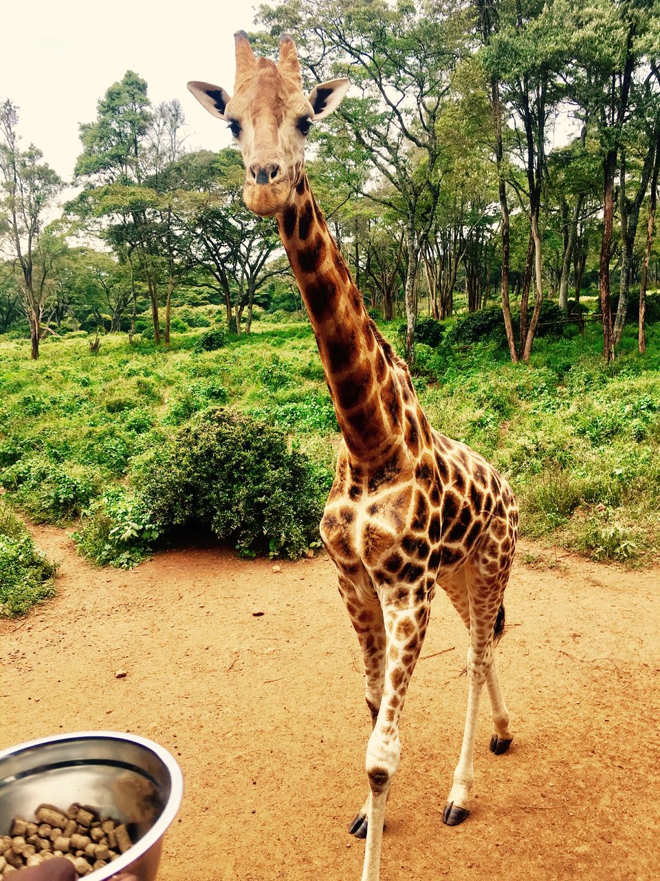 Photo of Giraffe Centre, Duma Road, Nairobi, Kenya by The Trunk Travellers