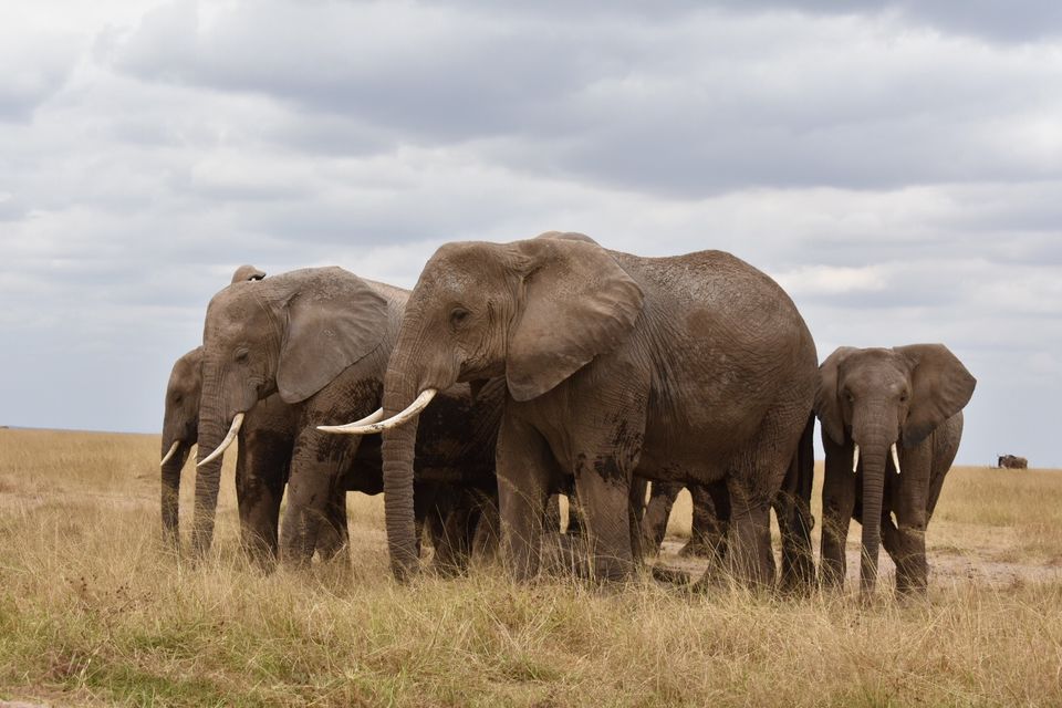 Photo of Amboseli National Park, Kenya by The Trunk Travellers