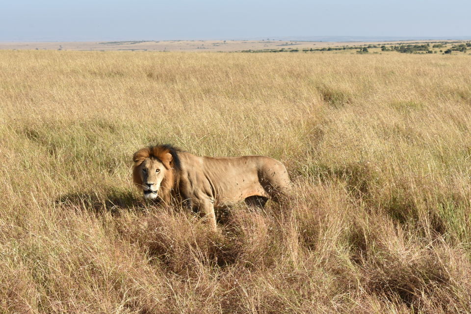 Photo of Best of Kenya Safari- 8 Day Itinerary by The Trunk Travellers