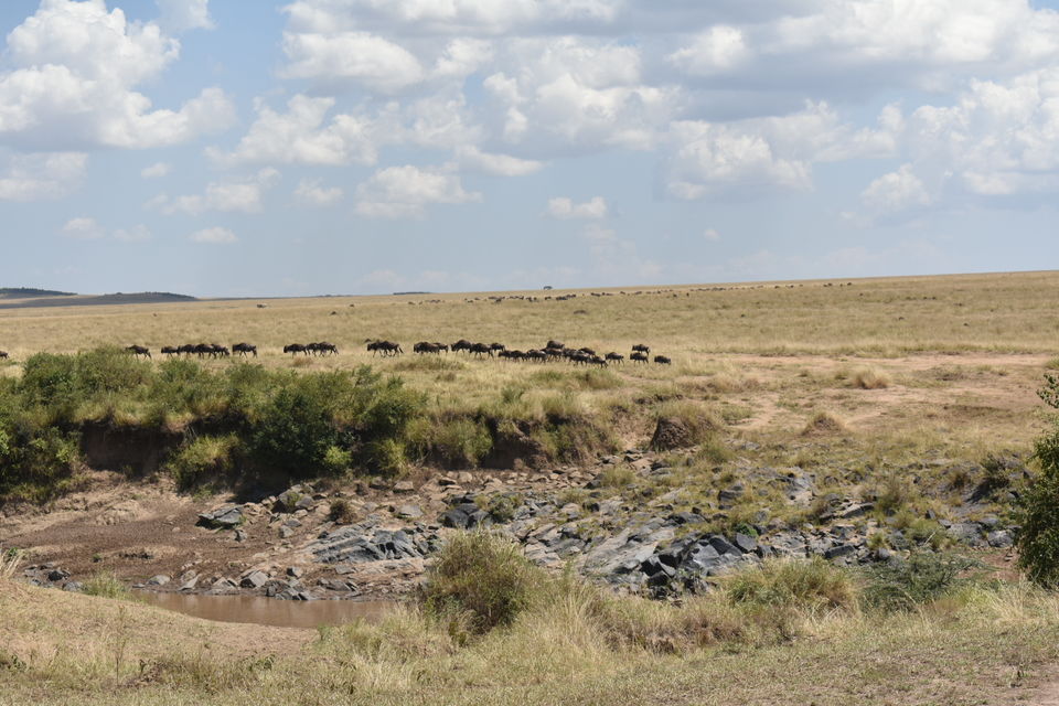 Photo of Best of Kenya Safari- 8 Day Itinerary by The Trunk Travellers