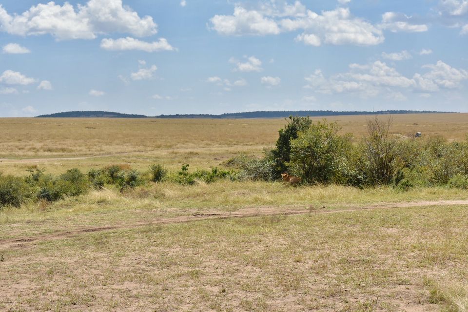Photo of Best of Kenya Safari- 8 Day Itinerary by The Trunk Travellers