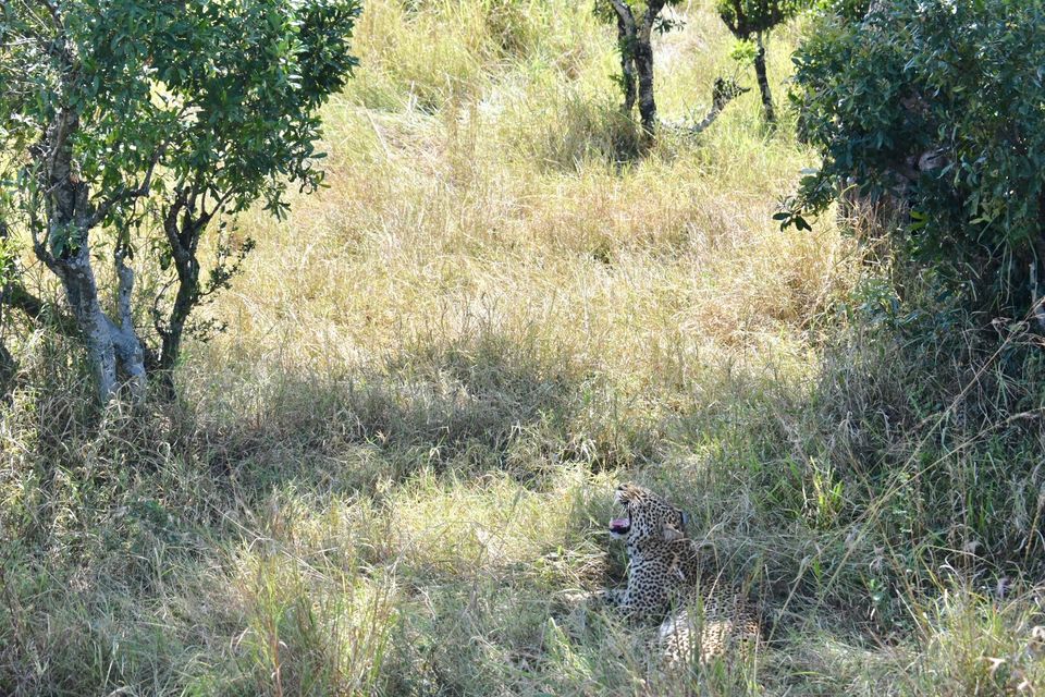 Photo of Best of Kenya Safari- 8 Day Itinerary by The Trunk Travellers