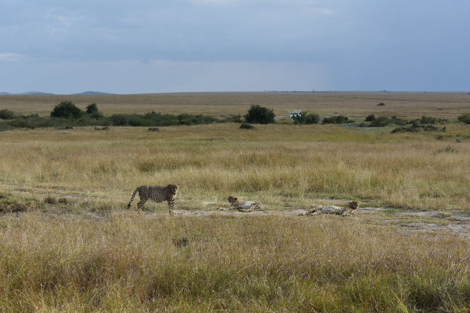 Photo of Best of Kenya Safari- 8 Day Itinerary by The Trunk Travellers