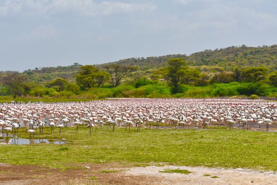 Photo of Best of Kenya Safari- 8 Day Itinerary by The Trunk Travellers