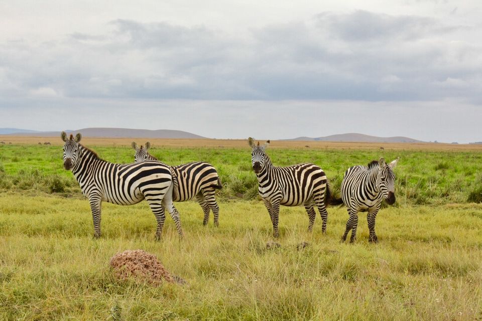 Photo of Best of Kenya Safari- 8 Day Itinerary by The Trunk Travellers