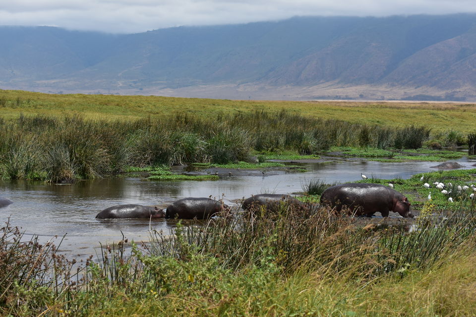 Photo of 5 Things to know before you go to Ngorongoro Crater, Tanzania 6/6 by The Trunk Travellers