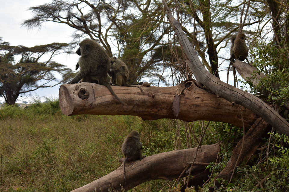 Photo of 5 Things to know before you go to Ngorongoro Crater, Tanzania 3/6 by The Trunk Travellers