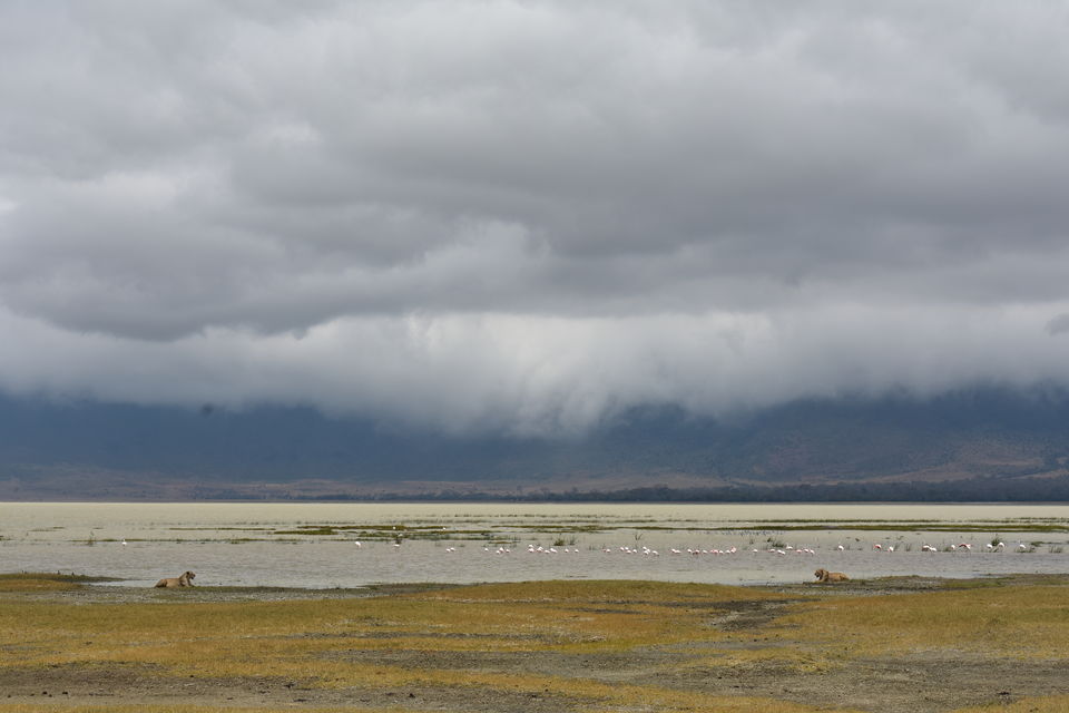 Photo of 5 Things to know before you go to Ngorongoro Crater, Tanzania 5/6 by The Trunk Travellers