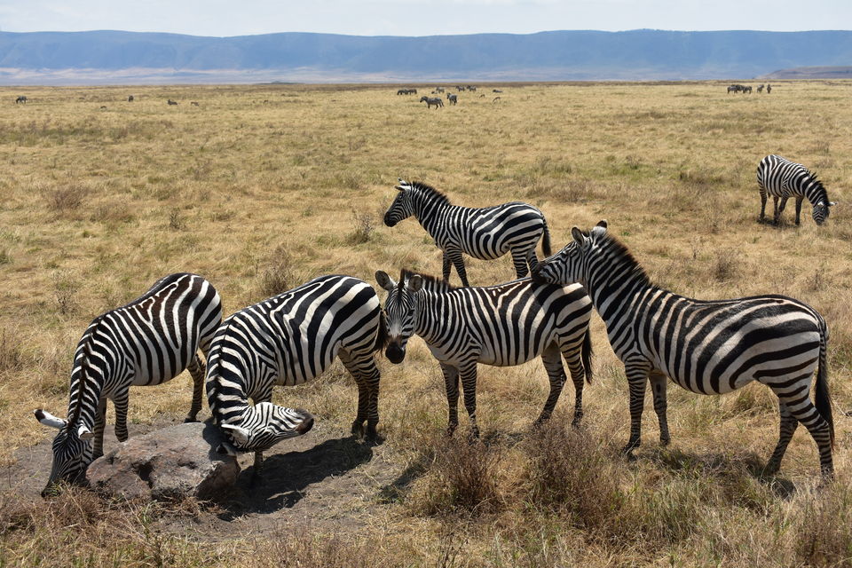 Photo of 5 Things to know before you go to Ngorongoro Crater, Tanzania 1/6 by The Trunk Travellers