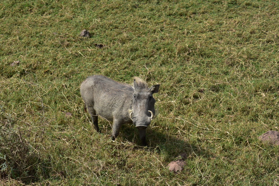 Photo of 5 Things to know before you go to Ngorongoro Crater, Tanzania 2/6 by The Trunk Travellers
