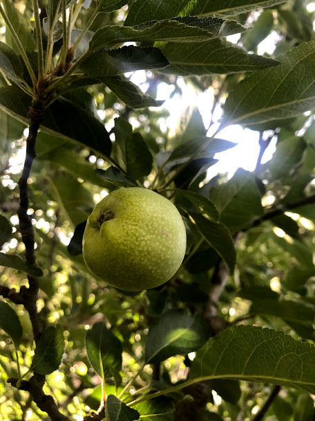 Photo of This summer dedicated to Cheog. 1/5 by Mokshna Jain