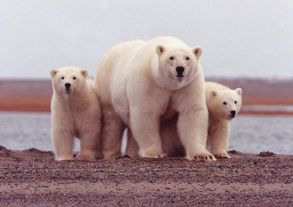 Photo of Greenland Charter Expedition - 4 Spots Left! 1/9 by Brian Stoneman