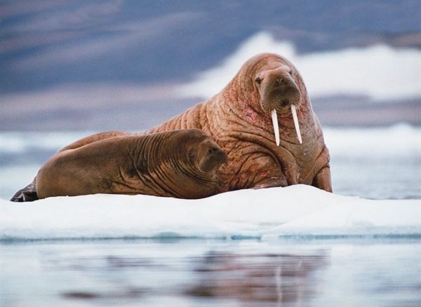 Photo of Greenland Charter Expedition - 4 Spots Left! 2/9 by Brian Stoneman