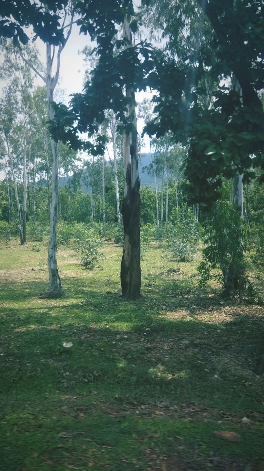 Photo of A Hidden Treasure of West Bengal by Disha Chatterjee