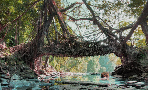 Photo of Magical Meghalaya: A beautiful paradise straight out of a fairy tale #Northeastitinerary 2/3 by Nayana Phukan