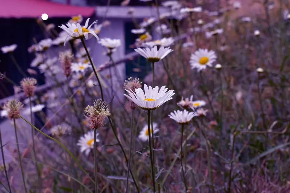 Photo of Dainkund Peak, Rakhed, Himachal Pradesh by A GALLIVANT
