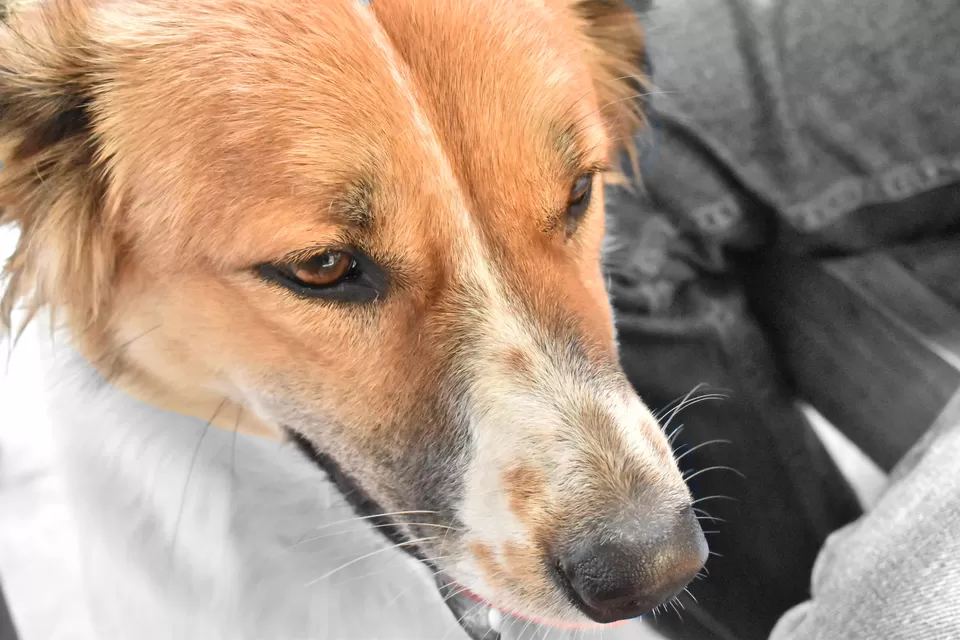 Photo of Illiterati, Dharamshala, Himachal Pradesh, India by A GALLIVANT