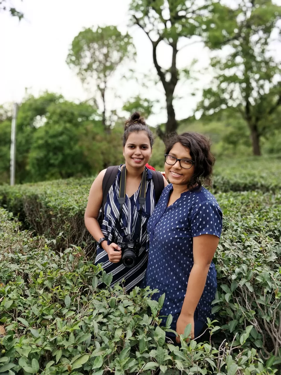 Photo of Tea Garden, Upmuhal, Dharamsala, Himachal Pradesh, India by A GALLIVANT