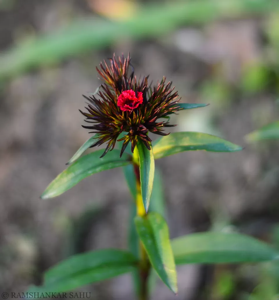 Photo of Mulkharka Lake Trek: introduction to solo thing. by Ramshankar Sahu