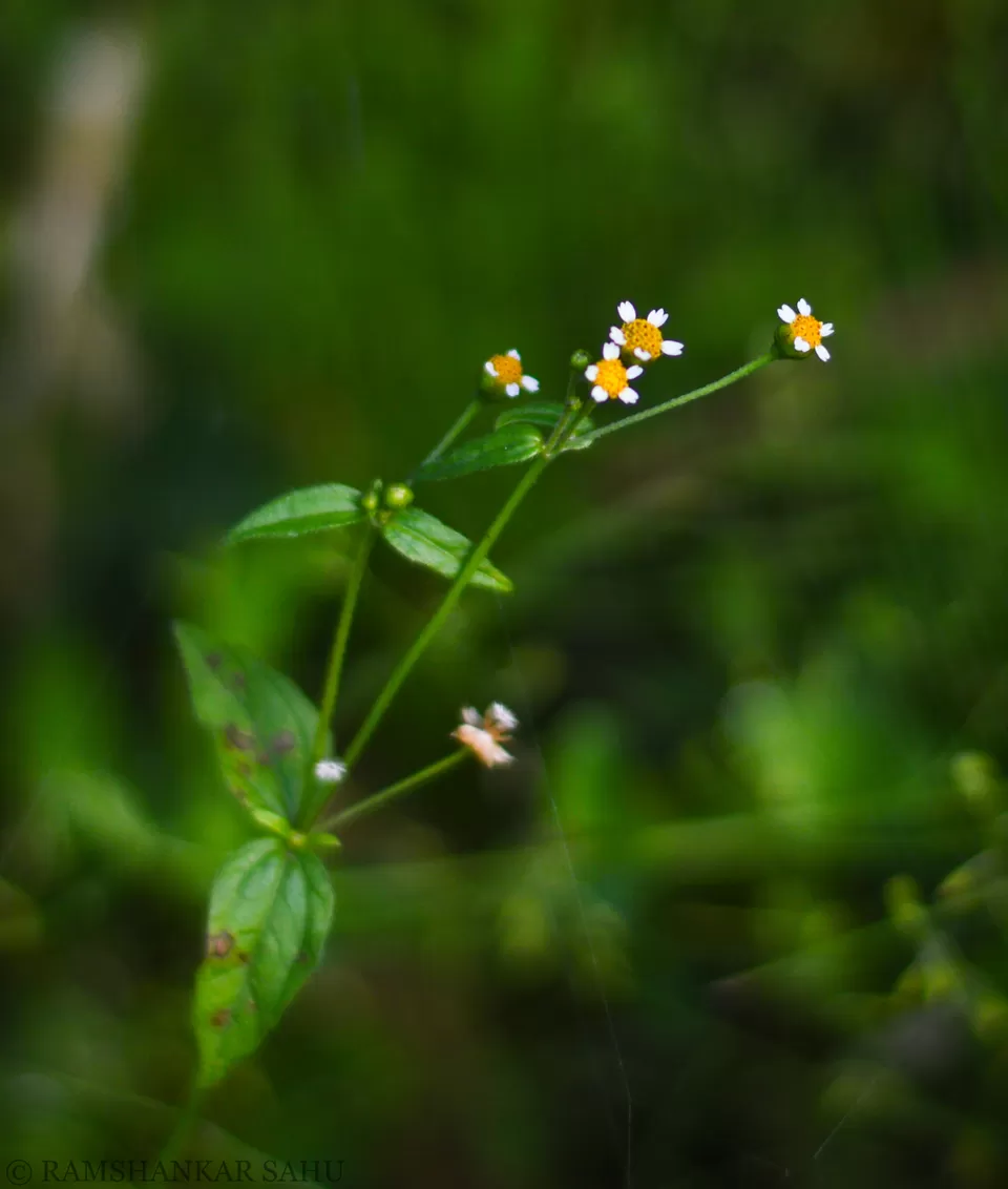 Photo of Mulkharka Homestay, Mulkarkha, West Bengal, India by Ramshankar Sahu