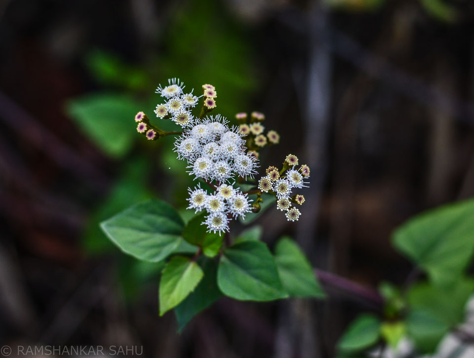 Photo of Mulkharka Homestay, Mulkarkha, West Bengal, India by Ramshankar Sahu