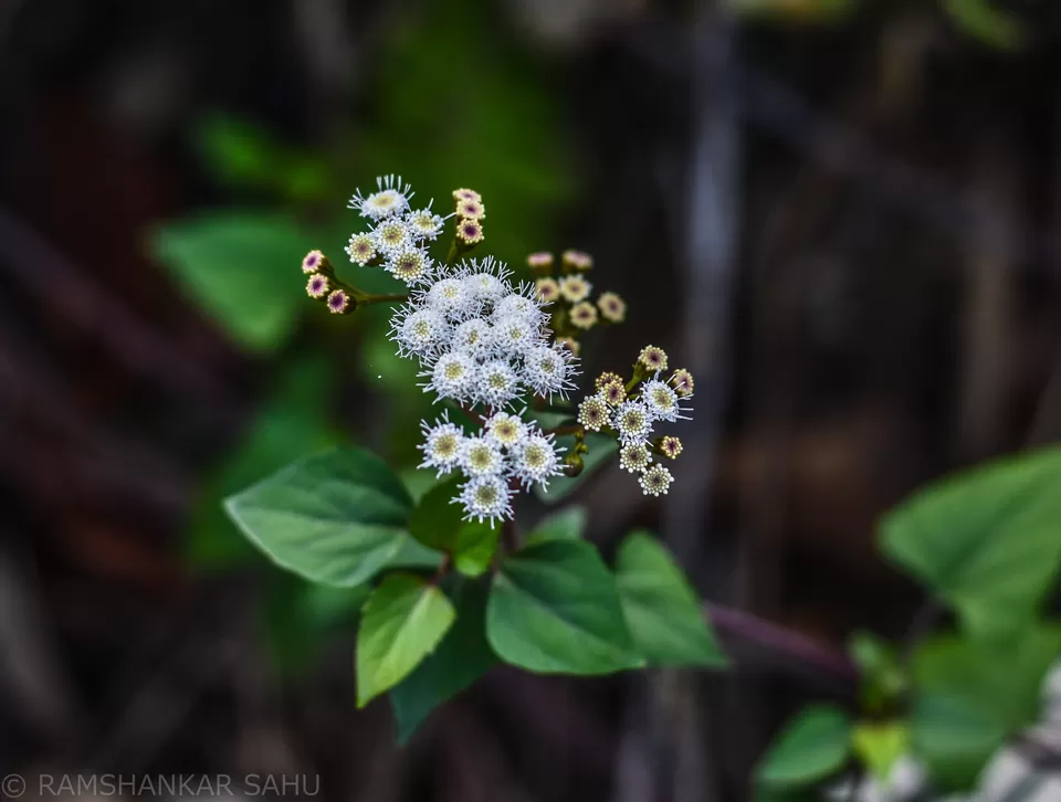 Photo of Mulkharka Homestay, Mulkarkha, West Bengal, India by Ramshankar Sahu