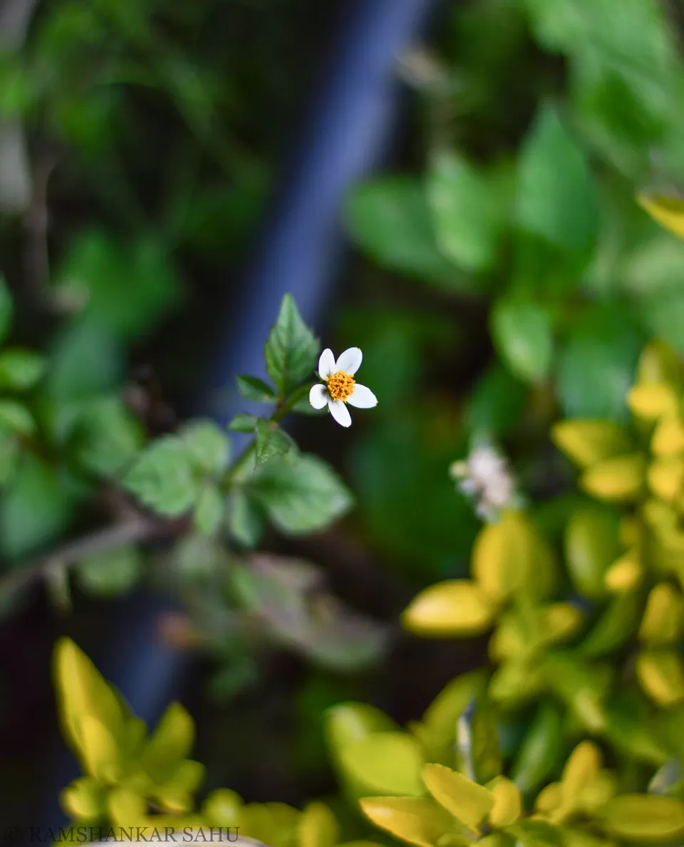 Photo of Mulkharka Homestay, Mulkarkha, West Bengal, India by Ramshankar Sahu
