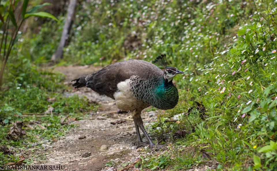 Photo of Mulkharka Lake Trek: introduction to solo thing. by Ramshankar Sahu