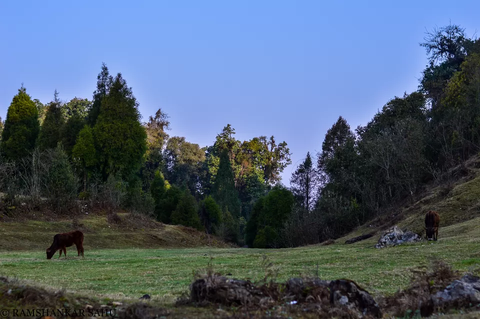 Photo of Mulkharka Homestay, Mulkarkha, West Bengal, India by Ramshankar Sahu