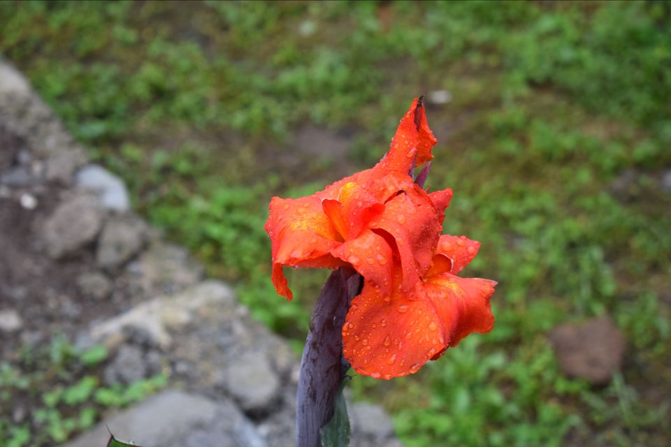 Photo of Happy Holiday :Chakrata UK by Nimish Garg