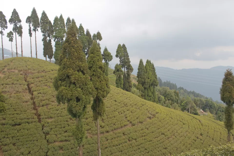 Photo of Darjeeling - A short trip to the "Queen of Hills" by Mrinmoy Koley
