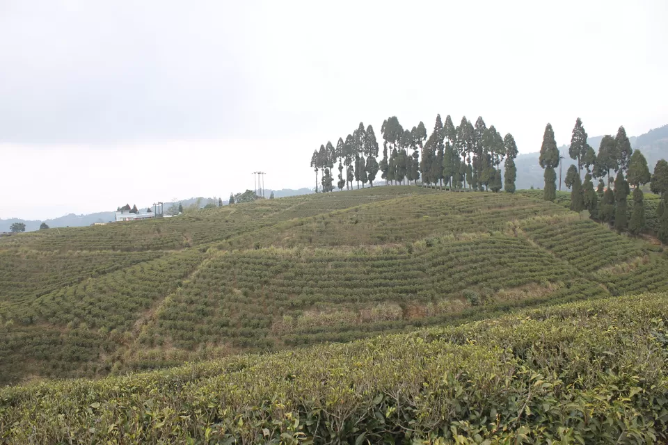 Photo of Darjeeling - A short trip to the "Queen of Hills" by Mrinmoy Koley