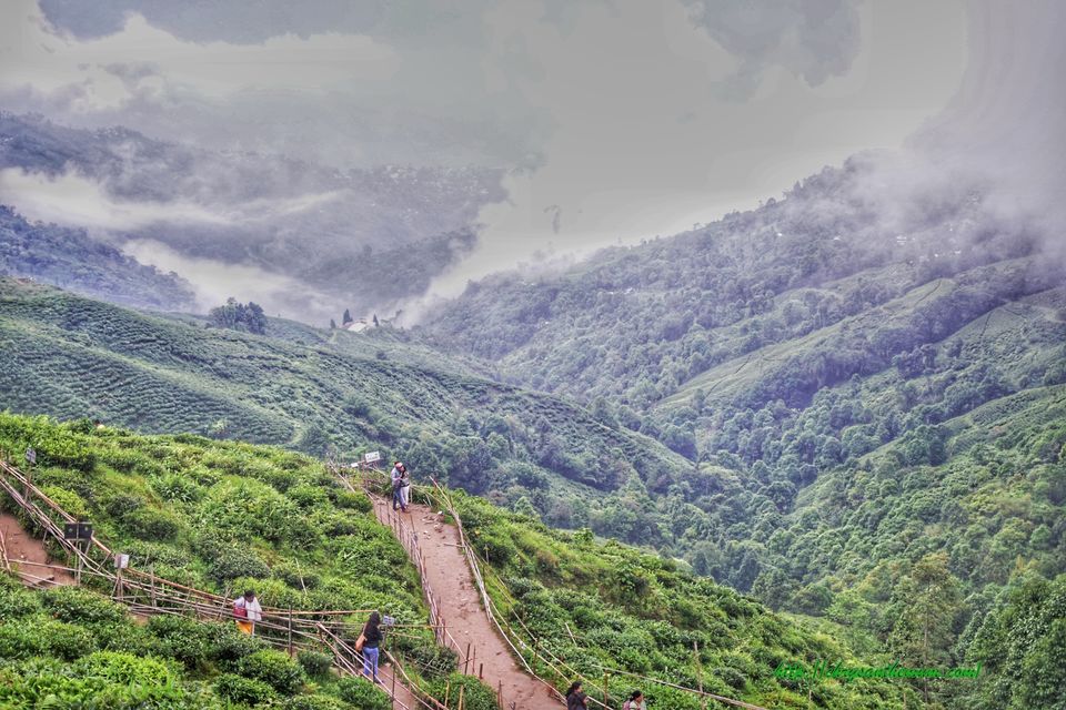 Photo of Happy Valley Tea Estate, Chauk Bazaar, Darjeeling, West Bengal, India by Jinty Rajkhowa
