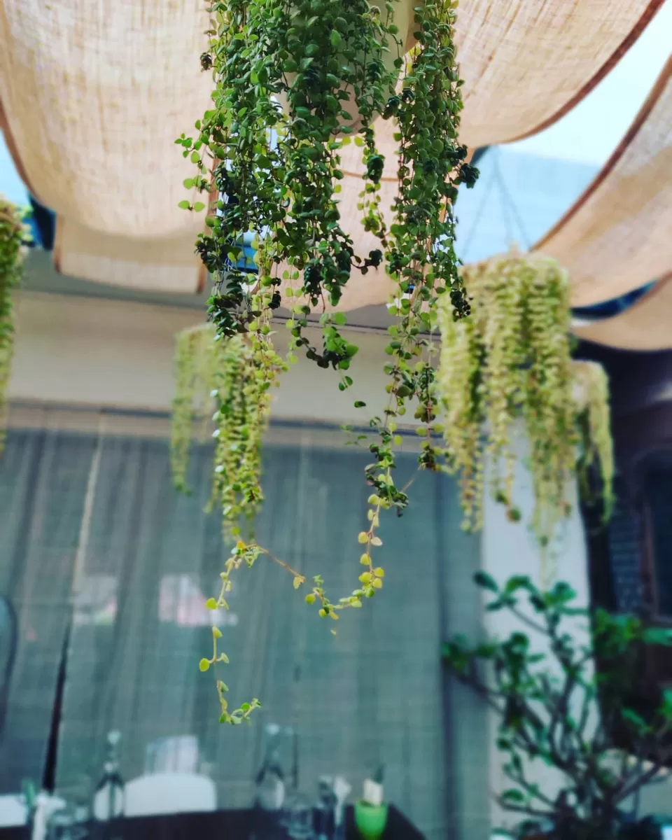 Photo of A Pre-lockdown Discovery: Champaca Cafe in Bangalore by Nupur