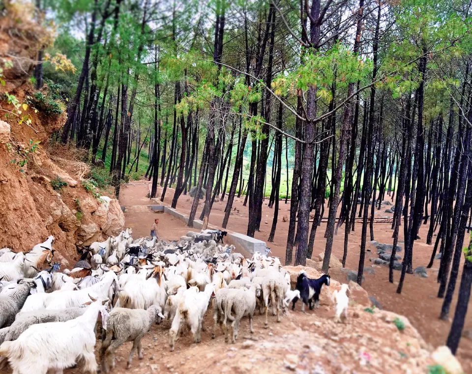 Photo of Neugal Khad, Kawat, Himachal Pradesh, India by Nupur
