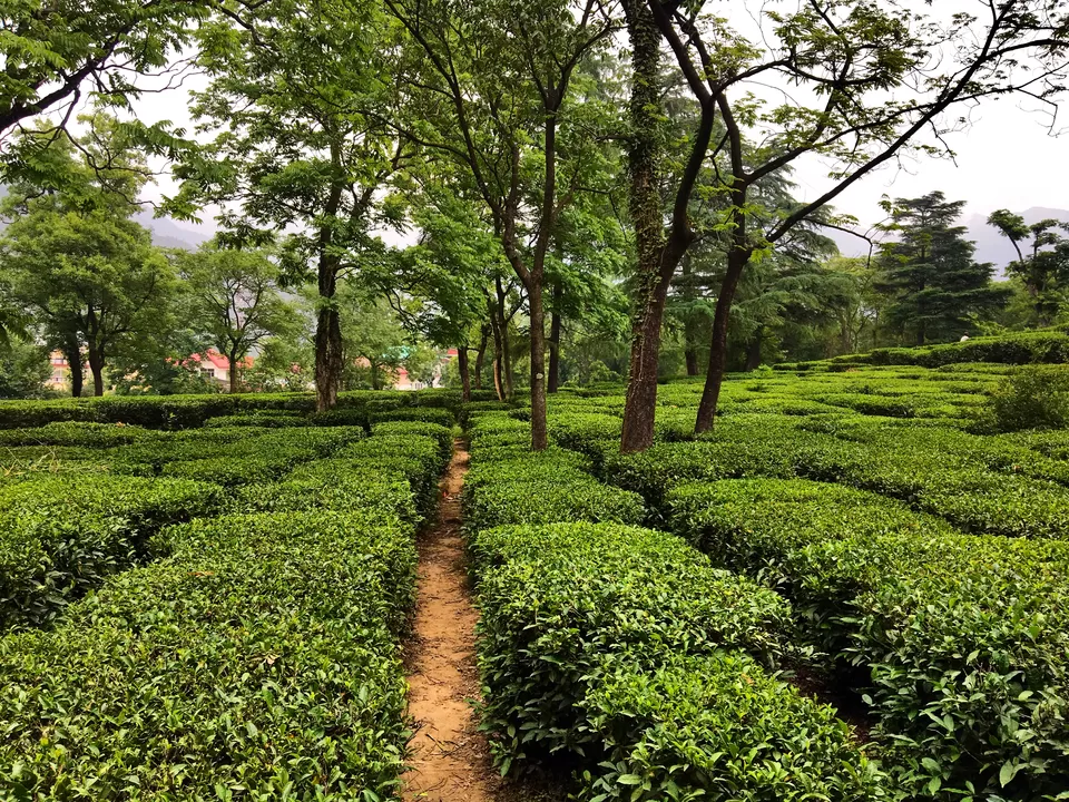 Photo of A Day Date With Himachal's Blue-Eyed Tea Capital - Palampur by Nupur