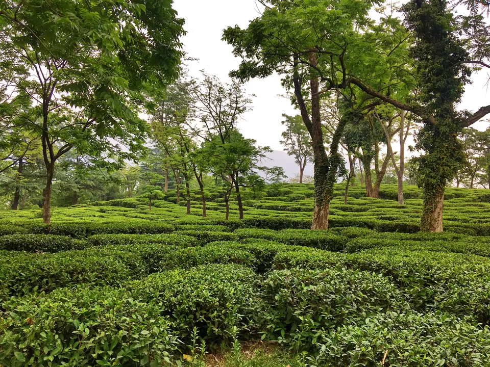 Photo of A Day Date With Himachal's Blue-Eyed Tea Capital - Palampur by Nupur