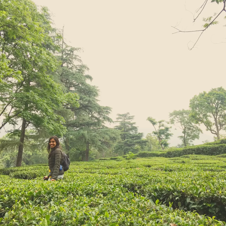 Photo of A Day Date With Himachal's Blue-Eyed Tea Capital - Palampur by Nupur
