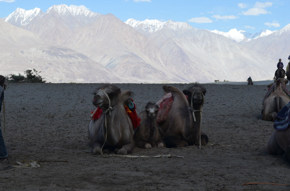 Photo of The Leh Experience 15/16 by Ishank Ahuja