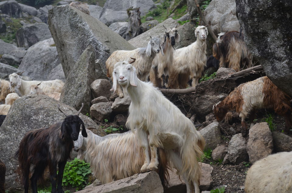 Photo of Into the Dhauladhars: Trek to Kareri Lake 14/15 by Ishank Ahuja