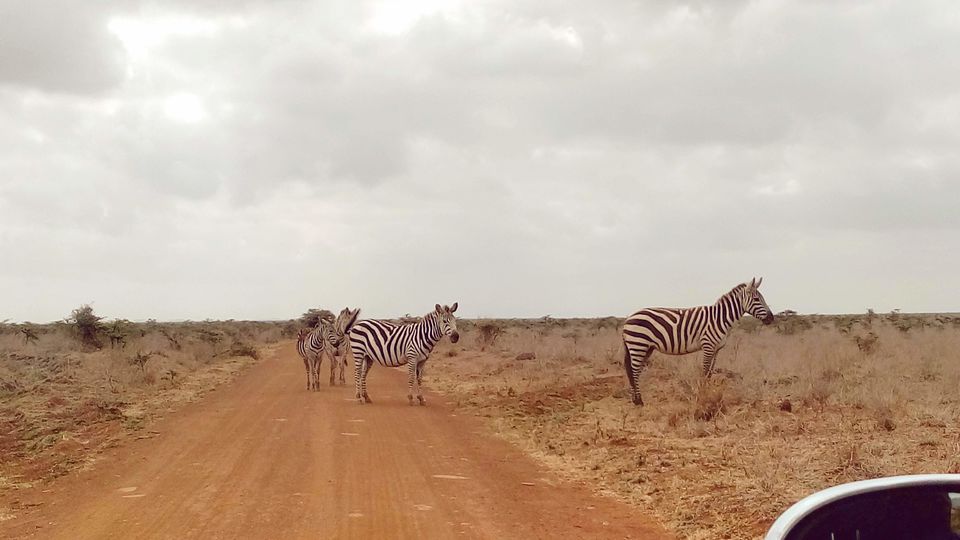 Photo of Discover the wild amidst the city at Nairobi National Park #photosabroad by Sumi