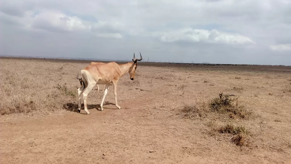 Photo of Discover the wild amidst the city at Nairobi National Park #photosabroad by Sumi