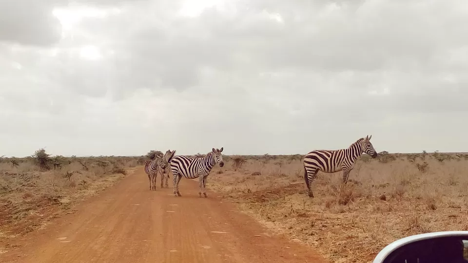 Photo of Discover the wild amidst the city at Nairobi National Park #photosabroad by Sumi