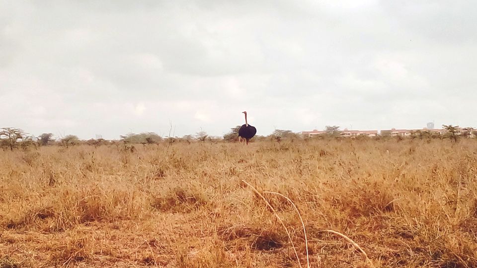 Photo of Discover the wild amidst the city at Nairobi National Park #photosabroad by Sumi