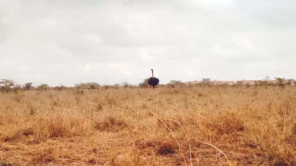 Photo of Discover the wild amidst the city at Nairobi National Park #photosabroad by Sumi